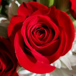 Meet your Posher, Janet